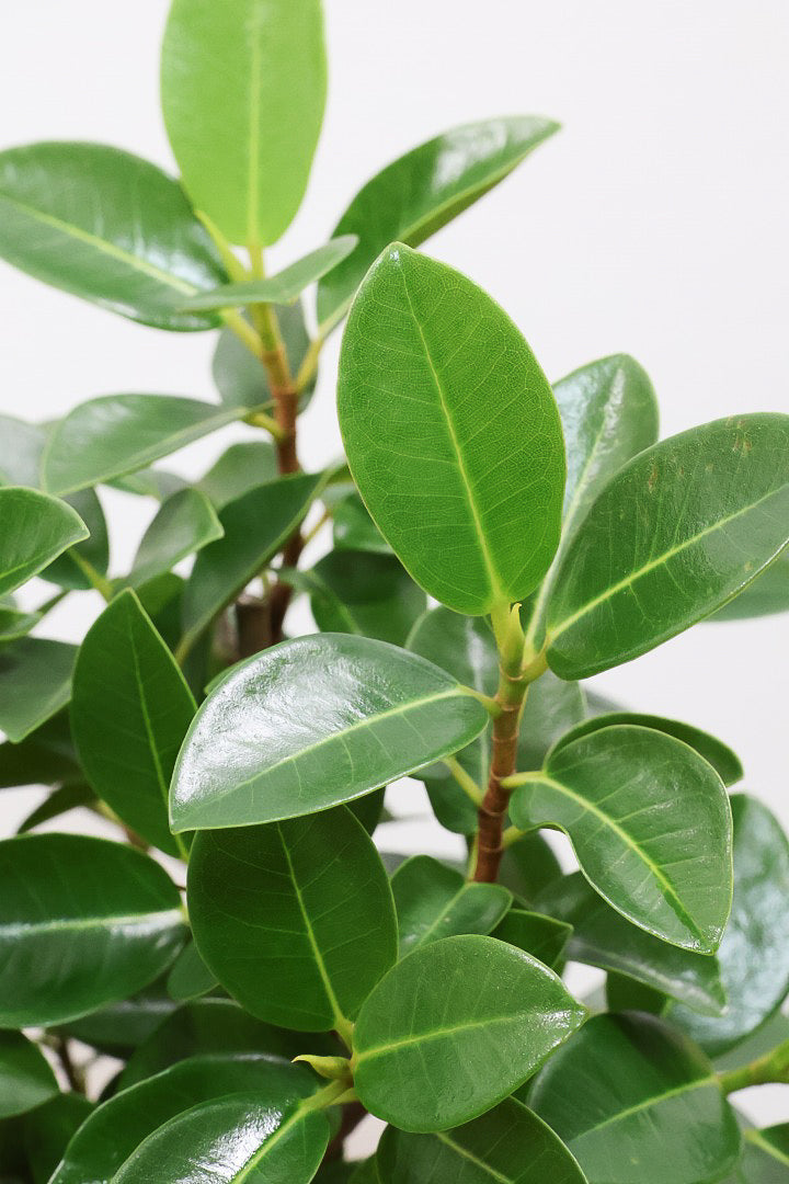 【フランスゴム】とても程よいサイズ感！幹のカーブも素晴らしいおすすめの逸品です！