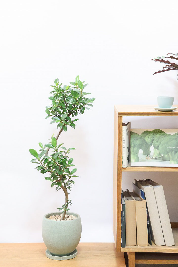 【フランスゴム】とても程よいサイズ感！幹のカーブも素晴らしいおすすめの逸品です！