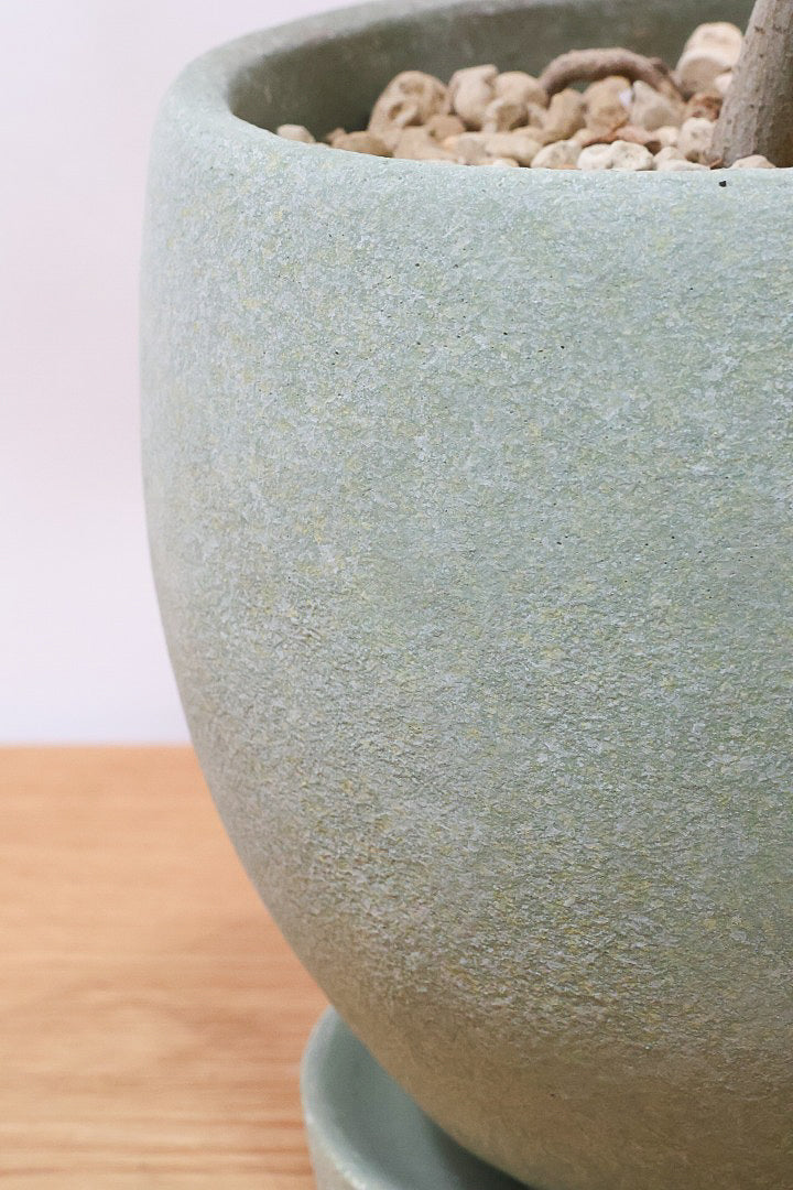 【フランスゴム】とても程よいサイズ感！幹のカーブも素晴らしいおすすめの逸品です！