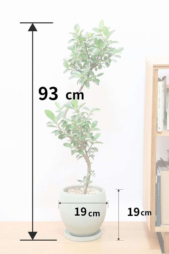 【フランスゴム】とても程よいサイズ感！幹のカーブも素晴らしいおすすめの逸品です！