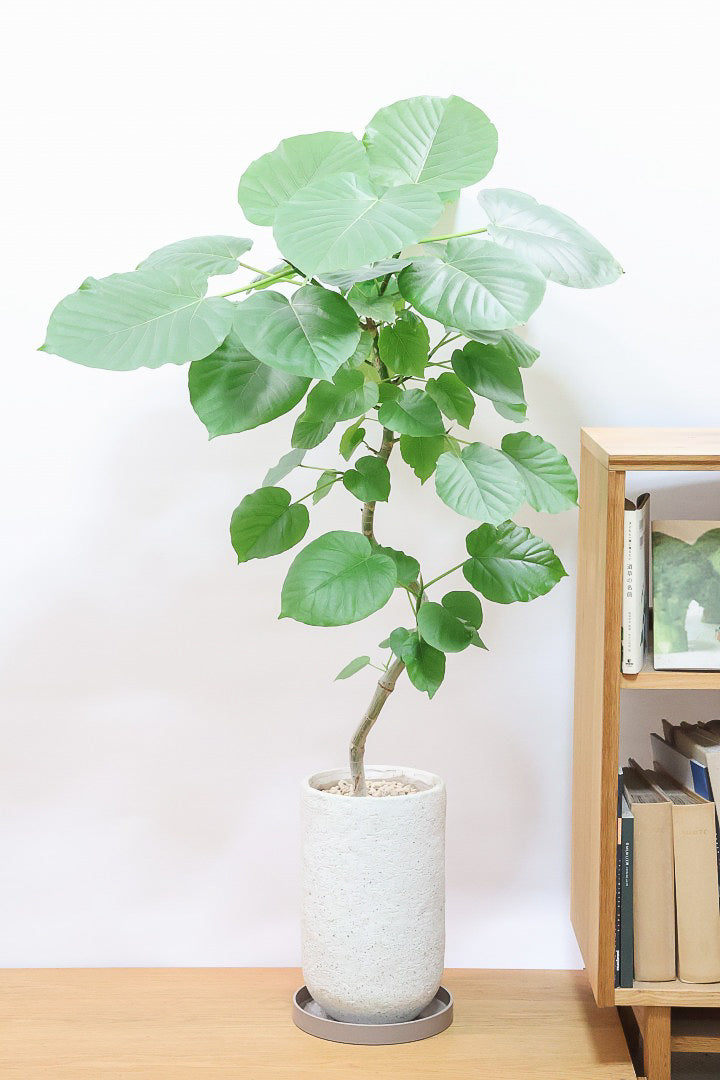 送料無料】人気の大型サイズ | 観葉植物の通信販売 | APEGO(アペーゴ)