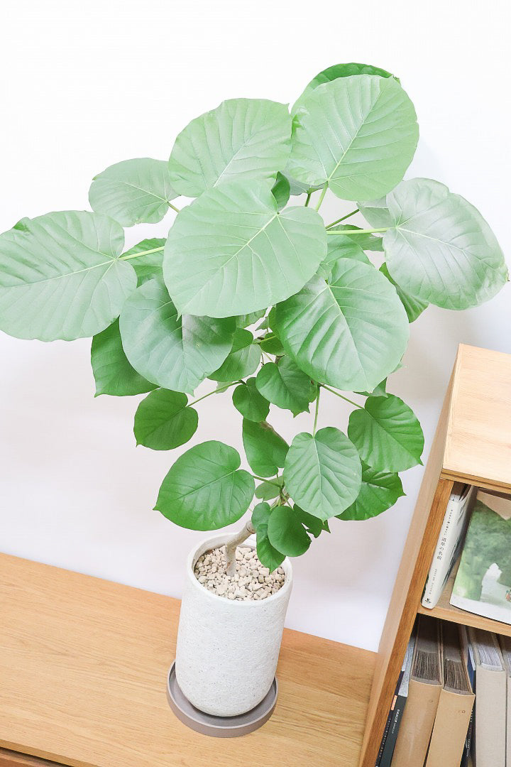 【ウンベラータ】曲り樹形の名手でもある生産者さんが手塩に掛けたバランスの良い素晴らしい樹形です！幹のクネクネがGOOD！