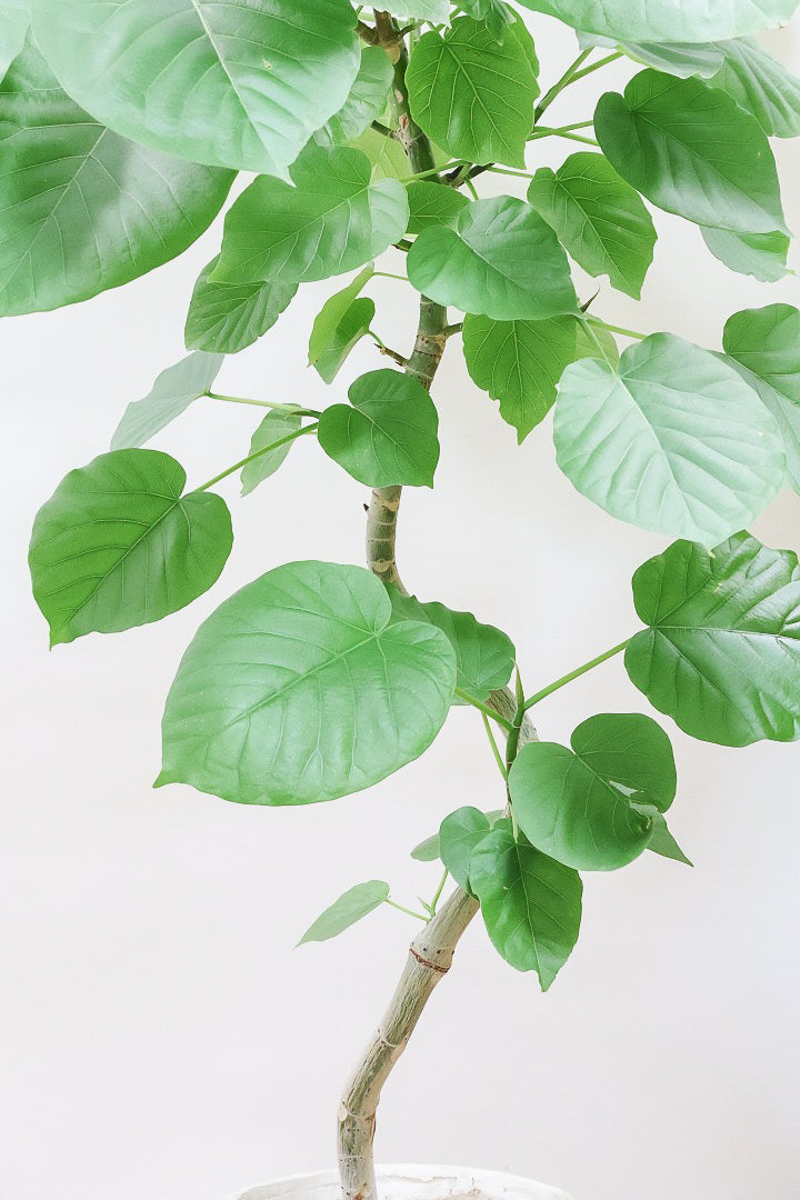 【ウンベラータ】曲り樹形の名手でもある生産者さんが手塩に掛けたバランスの良い素晴らしい樹形です！幹のクネクネがGOOD！