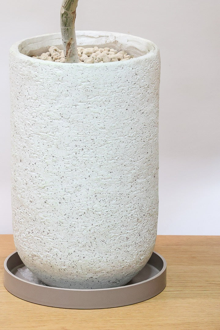 【ウンベラータ】曲り樹形の名手でもある生産者さんが手塩に掛けたバランスの良い素晴らしい樹形です！幹のクネクネがGOOD！