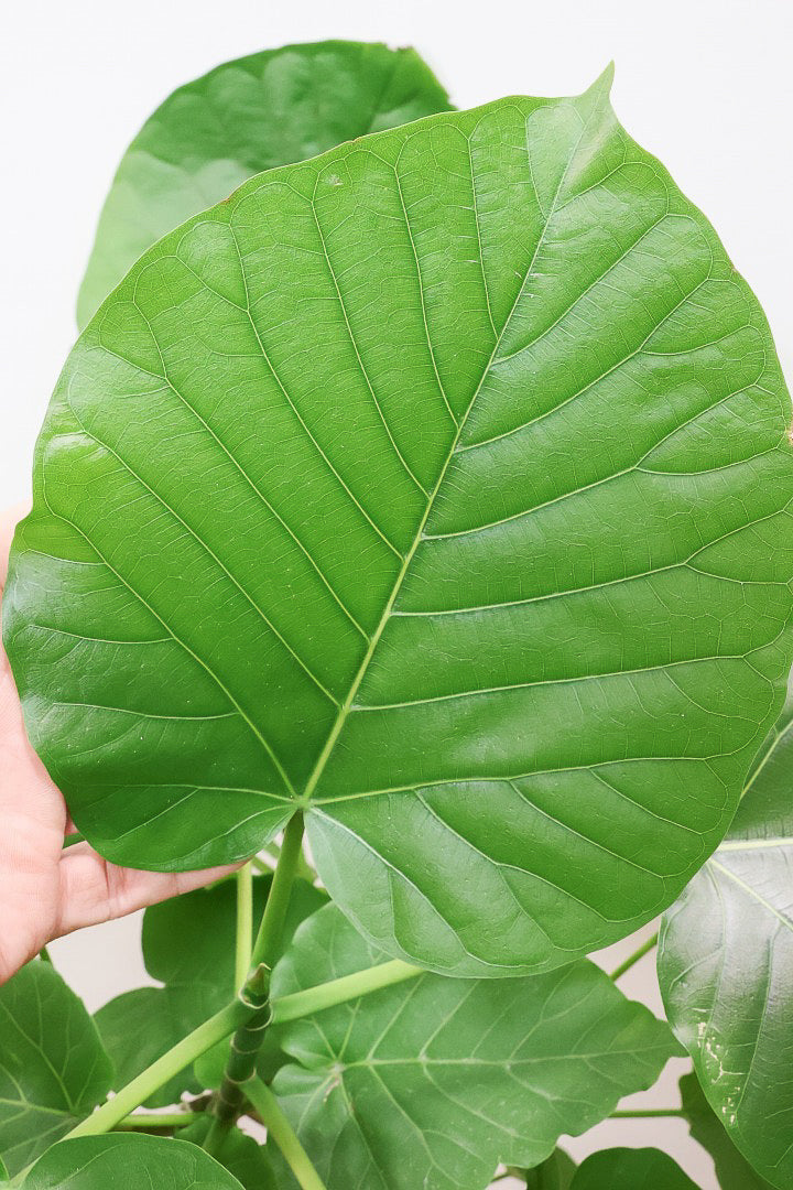 【ウンベラータ】曲り樹形の名手でもある生産者さんが手塩に掛けたバランスの良い素晴らしい樹形です！幹のクネクネがGOOD！