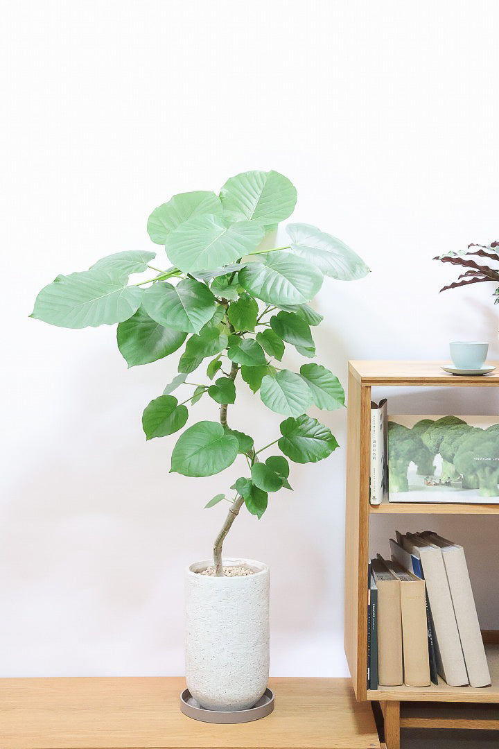 【ウンベラータ】曲り樹形の名手でもある生産者さんが手塩に掛けたバランスの良い素晴らしい樹形です！幹のクネクネがGOOD！