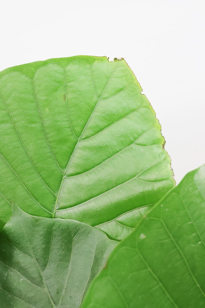 【ウンベラータ】曲り樹形の名手でもある生産者さんが手塩に掛けたバランスの良い素晴らしい樹形です！幹のクネクネがGOOD！