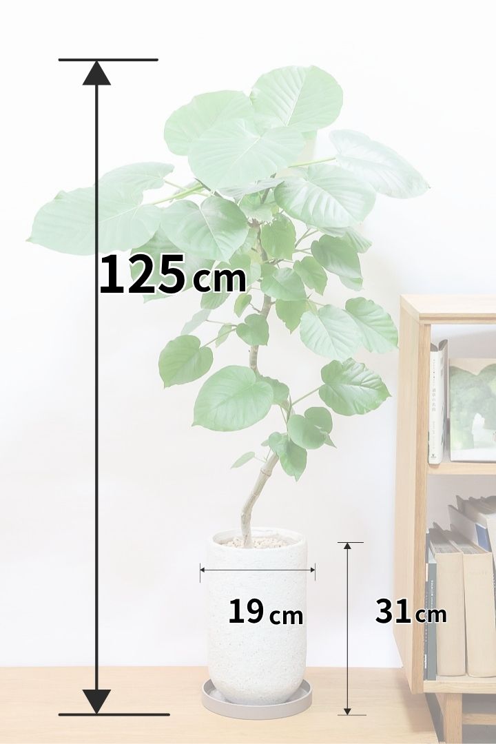 【ウンベラータ】曲り樹形の名手でもある生産者さんが手塩に掛けたバランスの良い素晴らしい樹形です！幹のクネクネがGOOD！