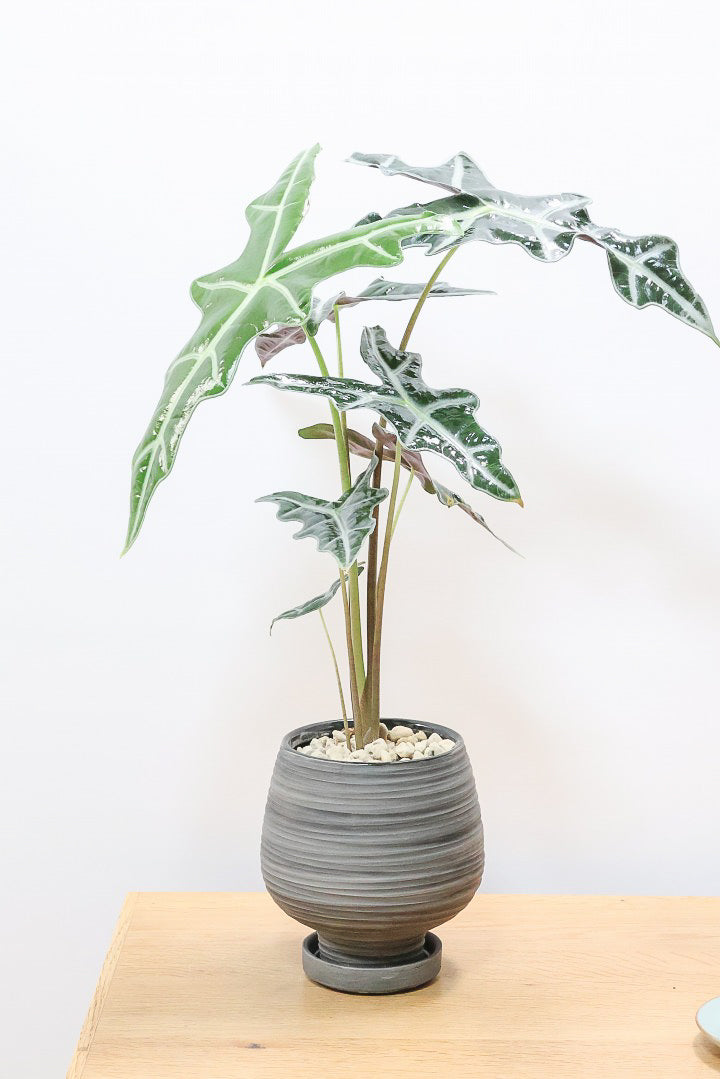 【アロカシア ノビリス】シブ色のかっこいい品種！葉のバランスもとてもイイ感じですので是ぜひともご検討ください！