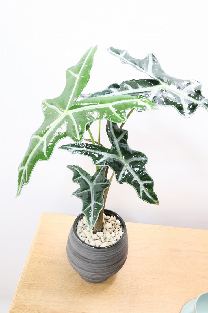 【アロカシア ノビリス】シブ色のかっこいい品種！葉のバランスもとてもイイ感じですので是ぜひともご検討ください！