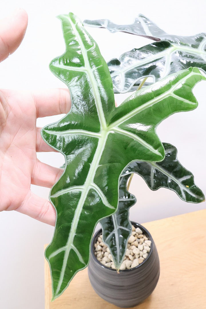 【アロカシア ノビリス】シブ色のかっこいい品種！葉のバランスもとてもイイ感じですので是ぜひともご検討ください！