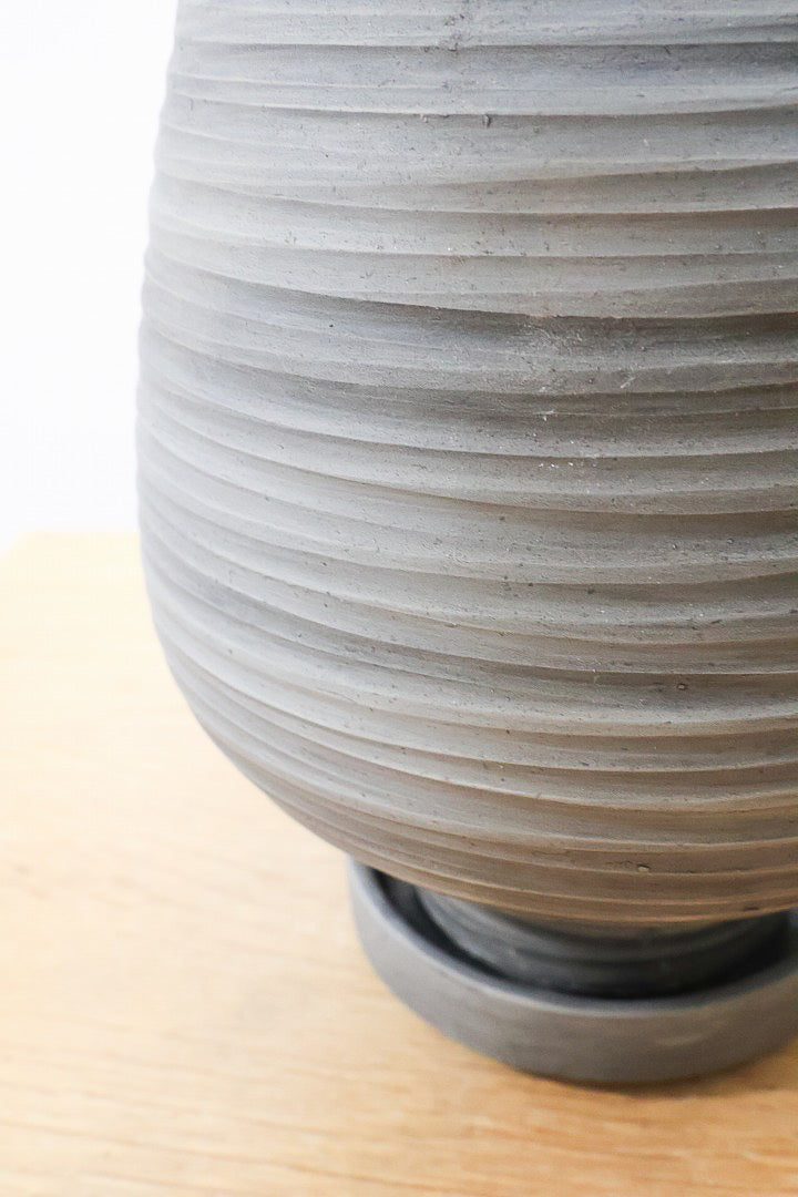 【アロカシア ノビリス】シブ色のかっこいい品種！葉のバランスもとてもイイ感じですので是ぜひともご検討ください！