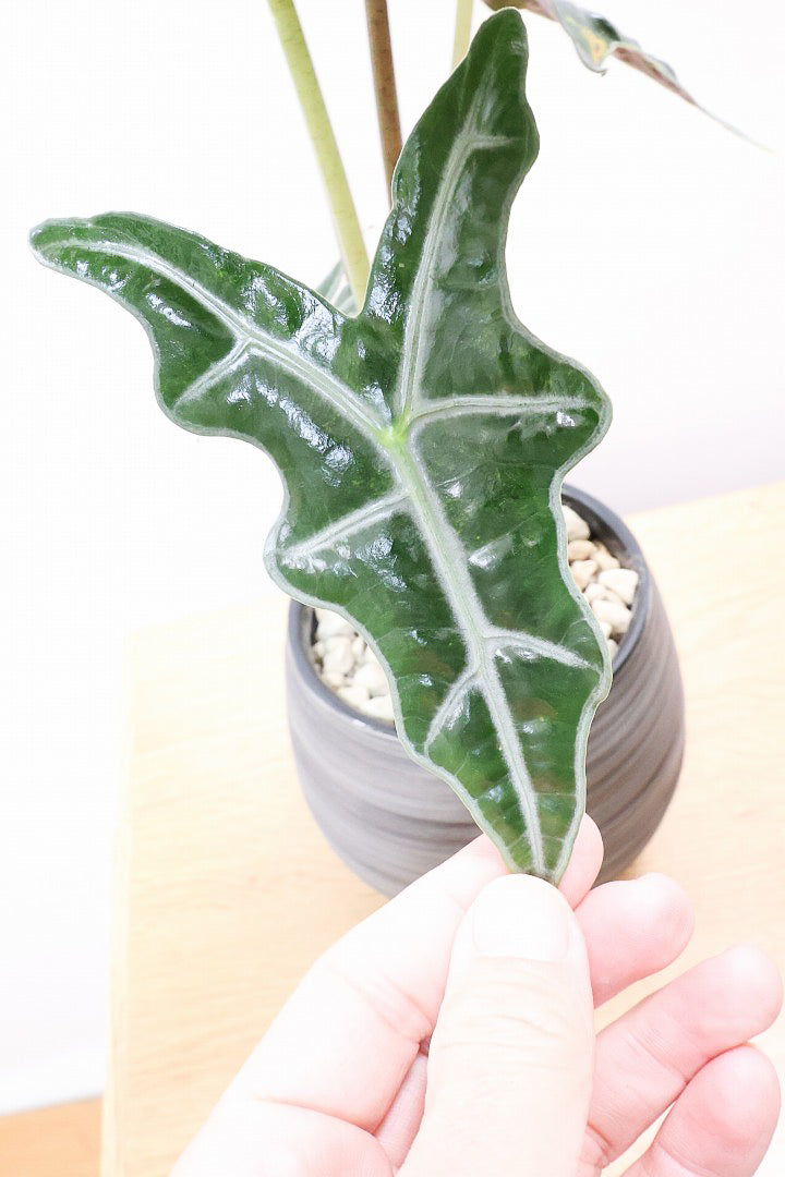 【アロカシア ノビリス】シブ色のかっこいい品種！葉のバランスもとてもイイ感じですので是ぜひともご検討ください！