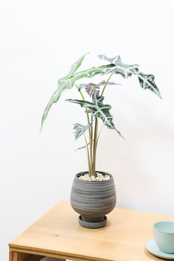 【アロカシア ノビリス】シブ色のかっこいい品種！葉のバランスもとてもイイ感じですので是ぜひともご検討ください！