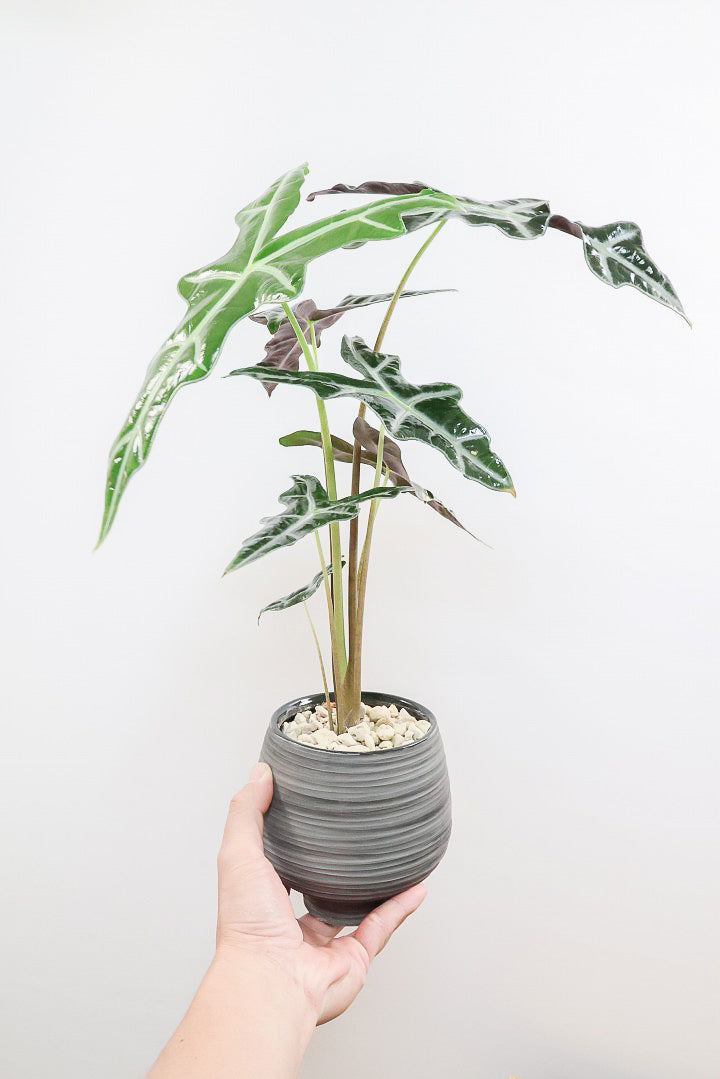 【アロカシア ノビリス】シブ色のかっこいい品種！葉のバランスもとてもイイ感じですので是ぜひともご検討ください！