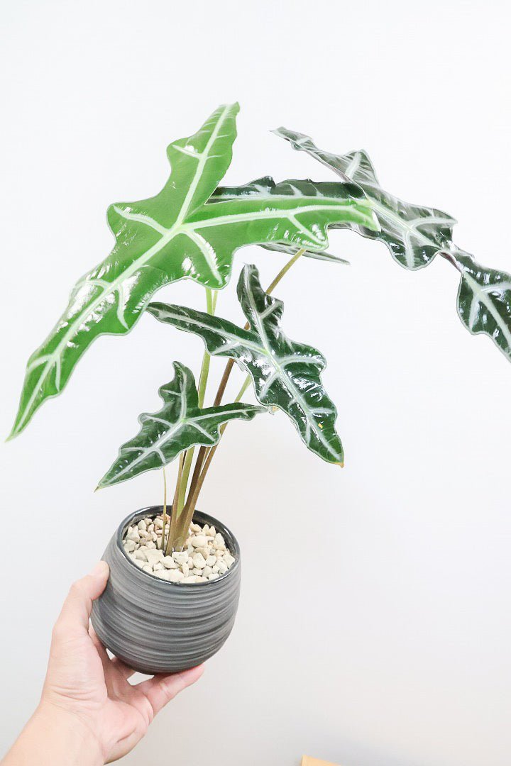 【アロカシア ノビリス】シブ色のかっこいい品種！葉のバランスもとてもイイ感じですので是ぜひともご検討ください！