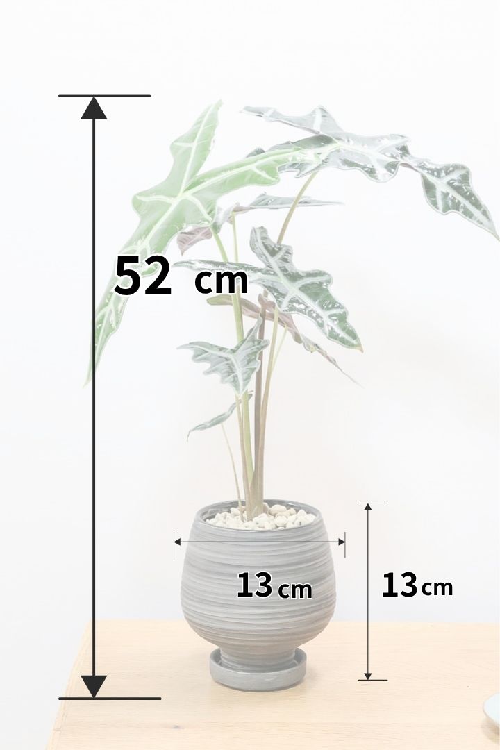 【アロカシア ノビリス】シブ色のかっこいい品種！葉のバランスもとてもイイ感じですので是ぜひともご検討ください！