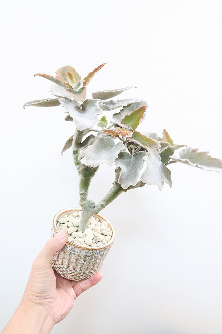 【カランコエ ベハレンシス】新葉は美しいブロンズ。表面はベルベットのような気持ちの良い触り心地です！