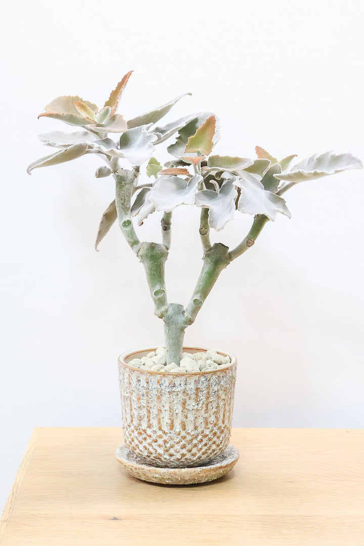 【カランコエ ベハレンシス】新葉は美しいブロンズ。表面はベルベットのような気持ちの良い触り心地です！