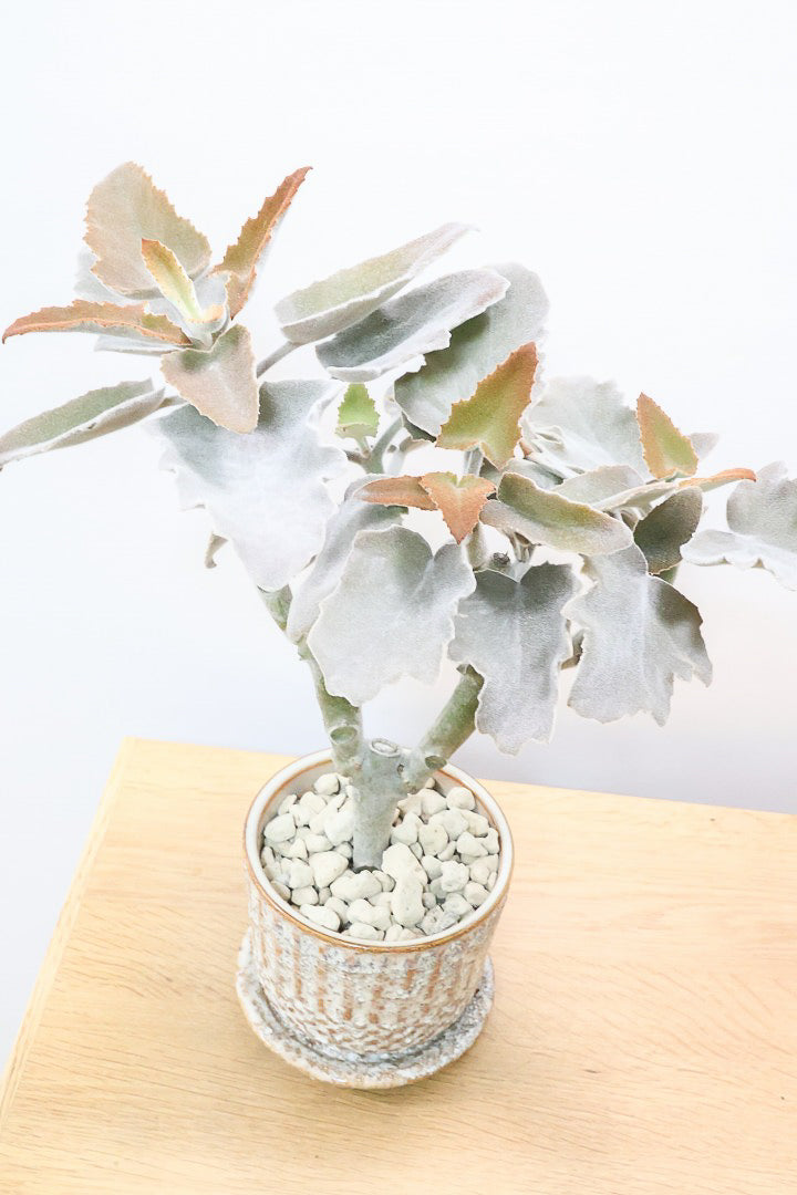 【カランコエ ベハレンシス】新葉は美しいブロンズ。表面はベルベットのような気持ちの良い触り心地です！