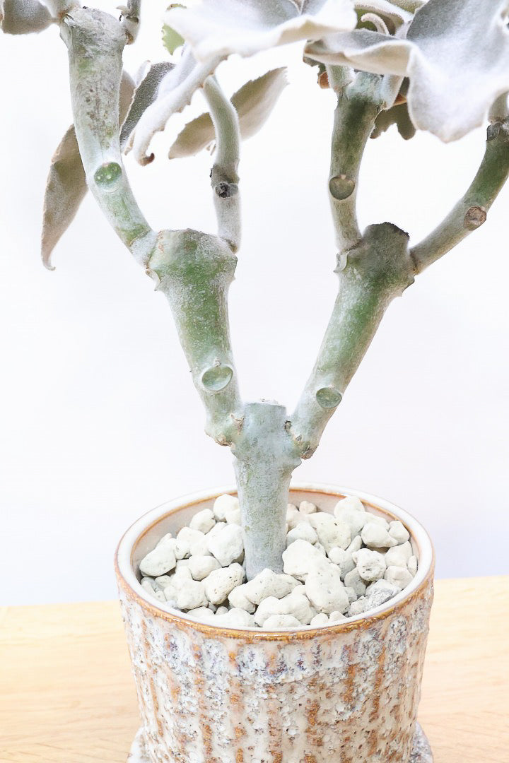 【カランコエ ベハレンシス】新葉は美しいブロンズ。表面はベルベットのような気持ちの良い触り心地です！