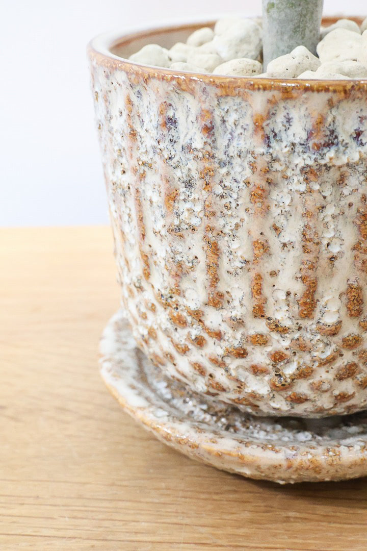 【カランコエ ベハレンシス】新葉は美しいブロンズ。表面はベルベットのような気持ちの良い触り心地です！