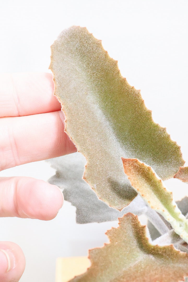 【カランコエ ベハレンシス】新葉は美しいブロンズ。表面はベルベットのような気持ちの良い触り心地です！