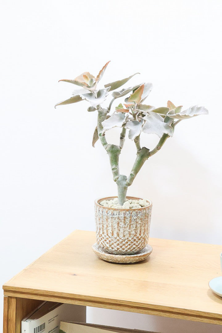 【カランコエ ベハレンシス】新葉は美しいブロンズ。表面はベルベットのような気持ちの良い触り心地です！