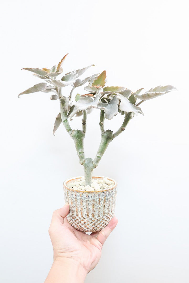 【カランコエ ベハレンシス】新葉は美しいブロンズ。表面はベルベットのような気持ちの良い触り心地です！