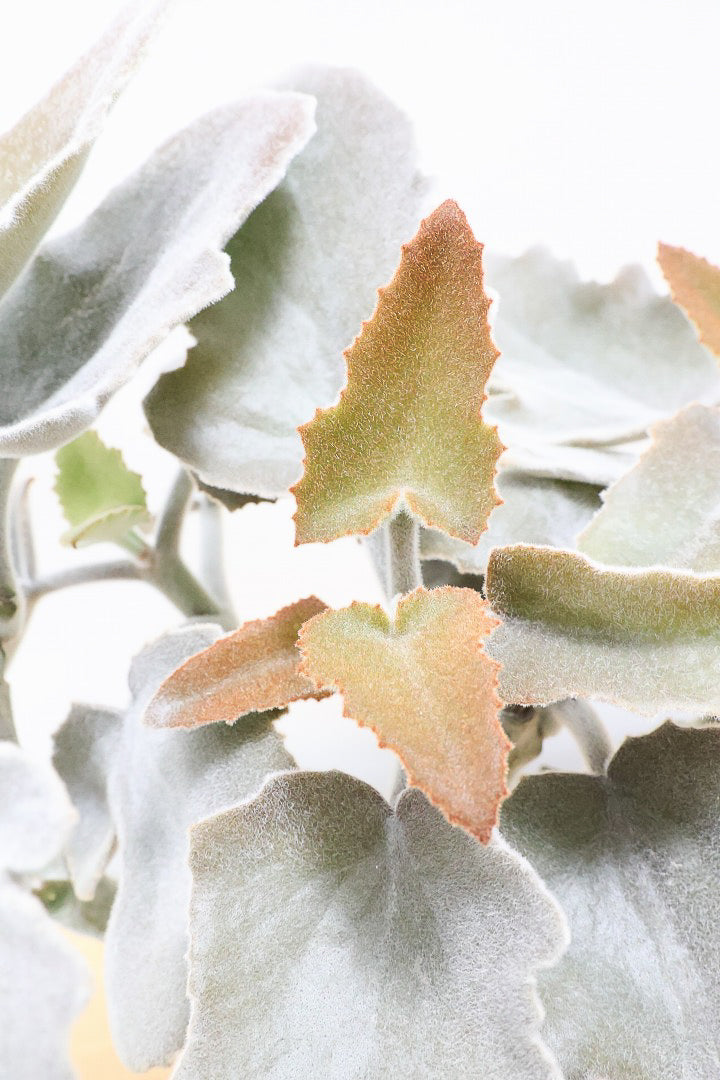 【カランコエ ベハレンシス】新葉は美しいブロンズ。表面はベルベットのような気持ちの良い触り心地です！