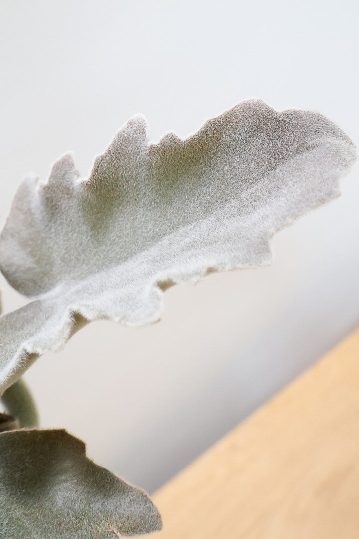 【カランコエ ベハレンシス】新葉は美しいブロンズ。表面はベルベットのような気持ちの良い触り心地です！