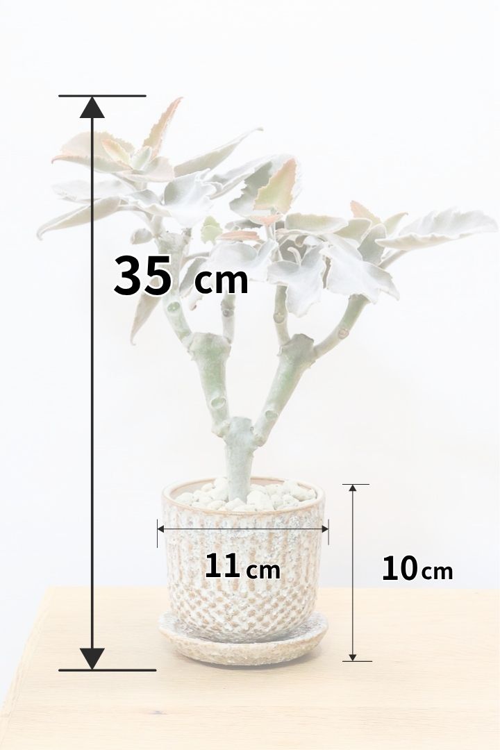 【カランコエ ベハレンシス】新葉は美しいブロンズ。表面はベルベットのような気持ちの良い触り心地です！
