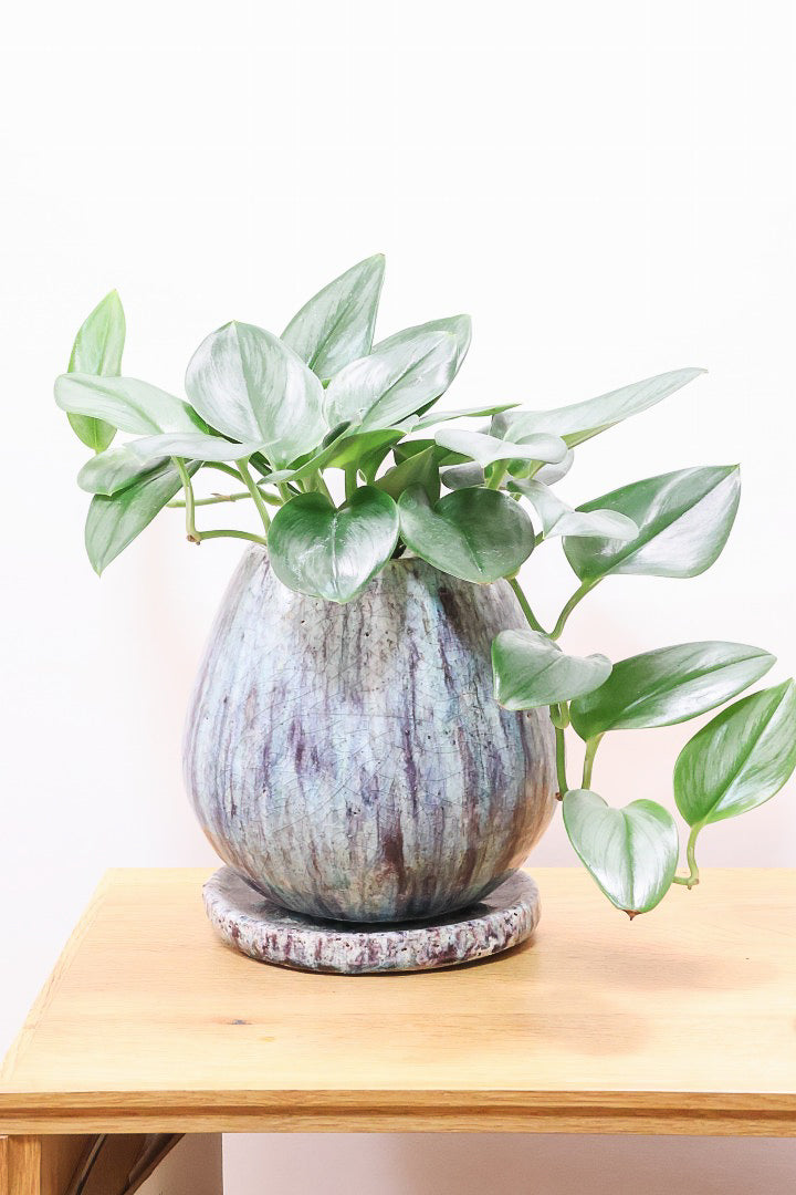 【スキンダプサス ムーンライト】しっとりとした葉の質感。葉の模様が個性的で美しい観葉植物です！