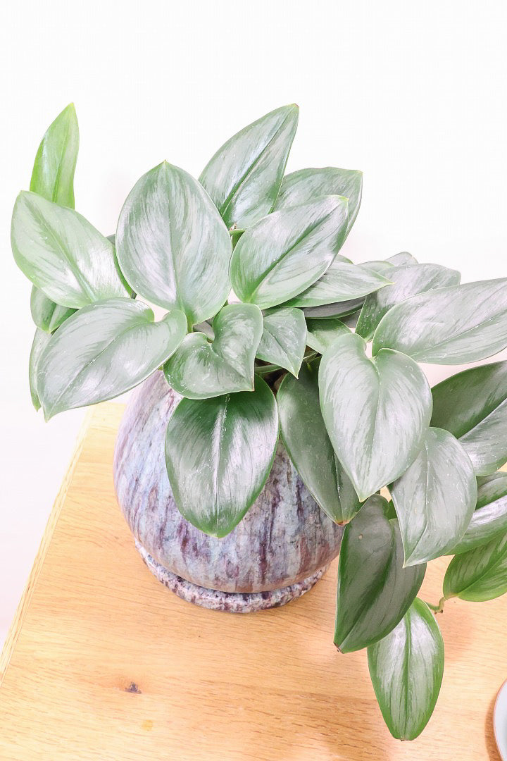 【スキンダプサス ムーンライト】しっとりとした葉の質感。葉の模様が個性的で美しい観葉植物です！