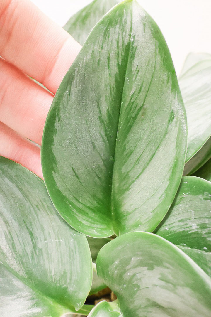 【スキンダプサス ムーンライト】しっとりとした葉の質感。葉の模様が個性的で美しい観葉植物です！