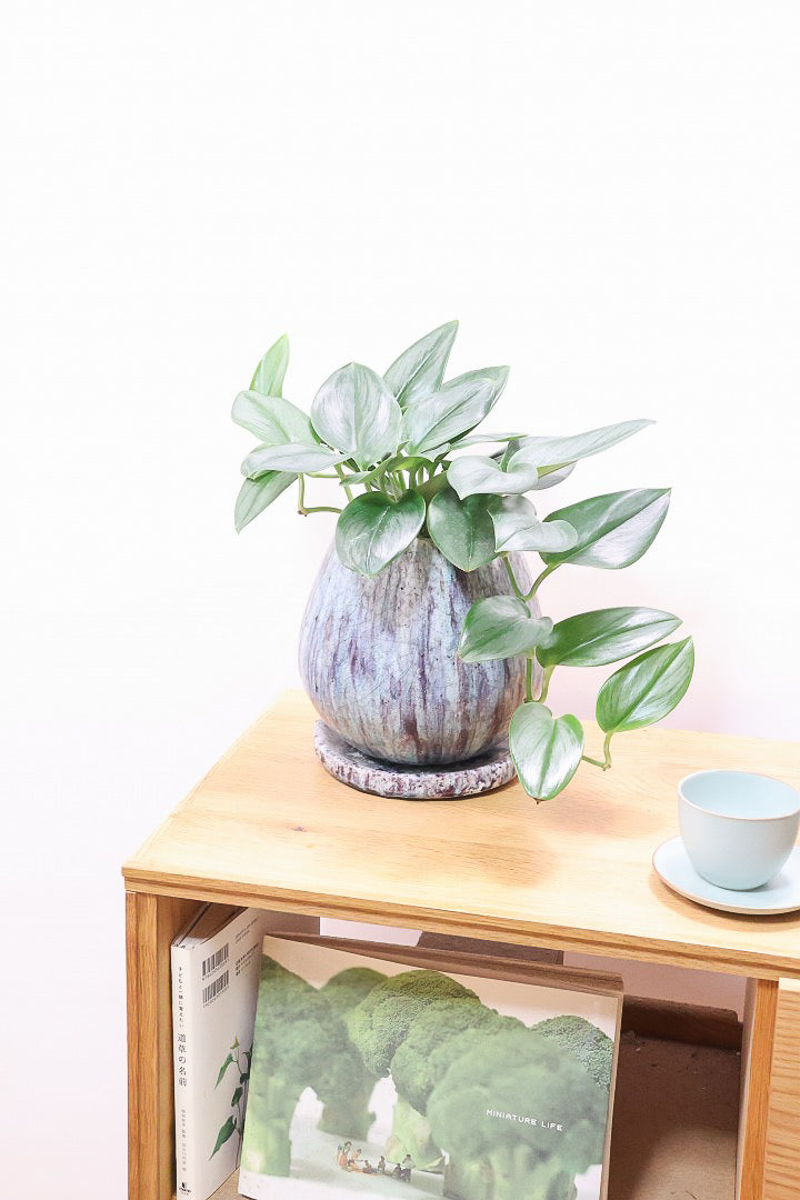 【スキンダプサス ムーンライト】しっとりとした葉の質感。葉の模様が個性的で美しい観葉植物です！