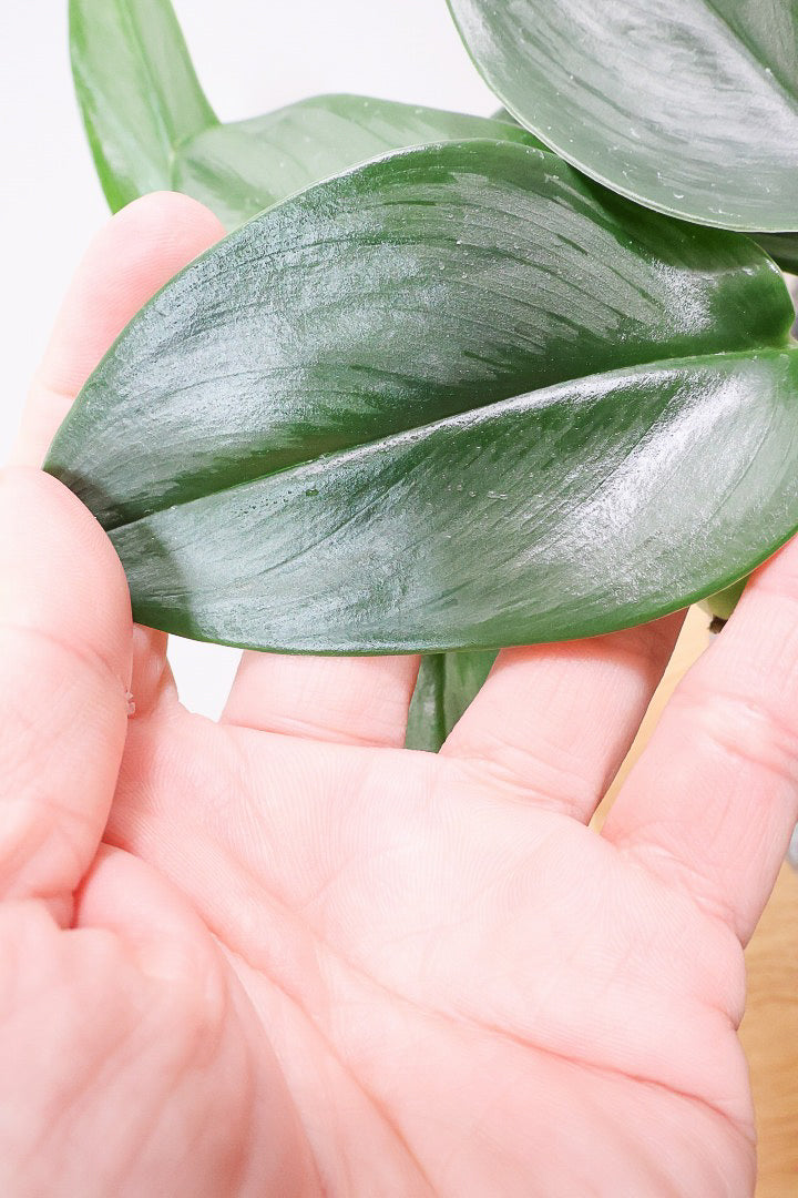 【スキンダプサス ムーンライト】しっとりとした葉の質感。葉の模様が個性的で美しい観葉植物です！