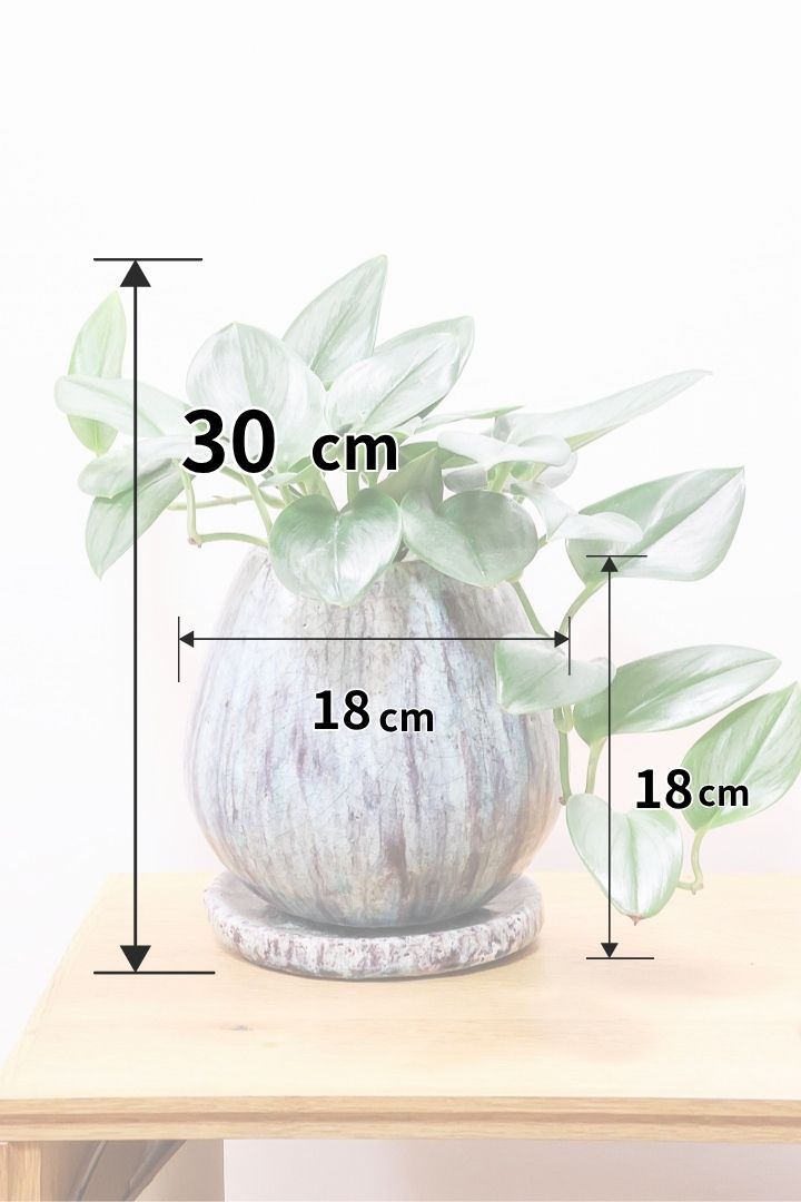 【スキンダプサス ムーンライト】しっとりとした葉の質感。葉の模様が個性的で美しい観葉植物です！