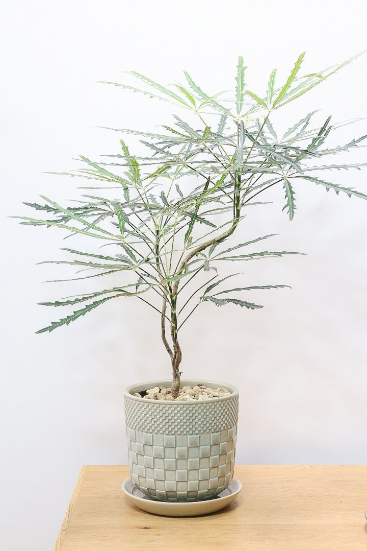 【アラレア】ギザギザのユニークな葉が特徴！幹も個性的にカーブしていますので、オススメです！