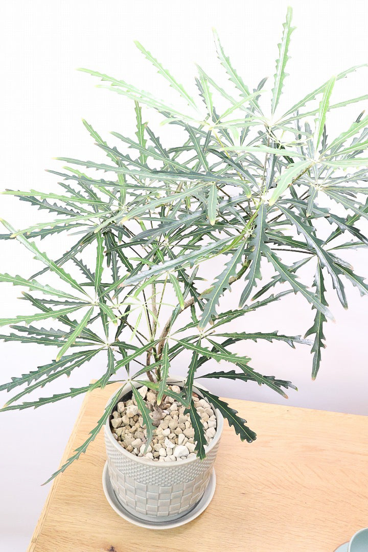 【アラレア】ギザギザのユニークな葉が特徴！幹も個性的にカーブしていますので、オススメです！