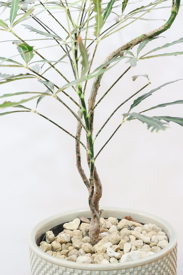 【アラレア】ギザギザのユニークな葉が特徴！幹も個性的にカーブしていますので、オススメです！