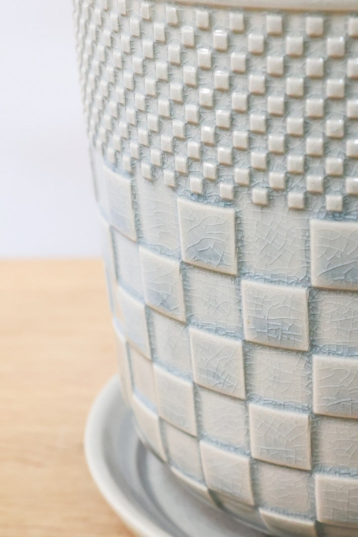 【アラレア】ギザギザのユニークな葉が特徴！幹も個性的にカーブしていますので、オススメです！