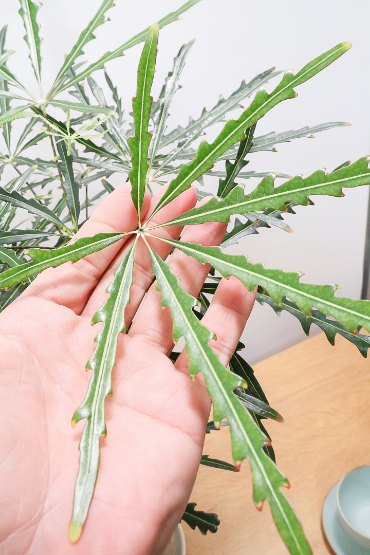 【アラレア】ギザギザのユニークな葉が特徴！幹も個性的にカーブしていますので、オススメです！