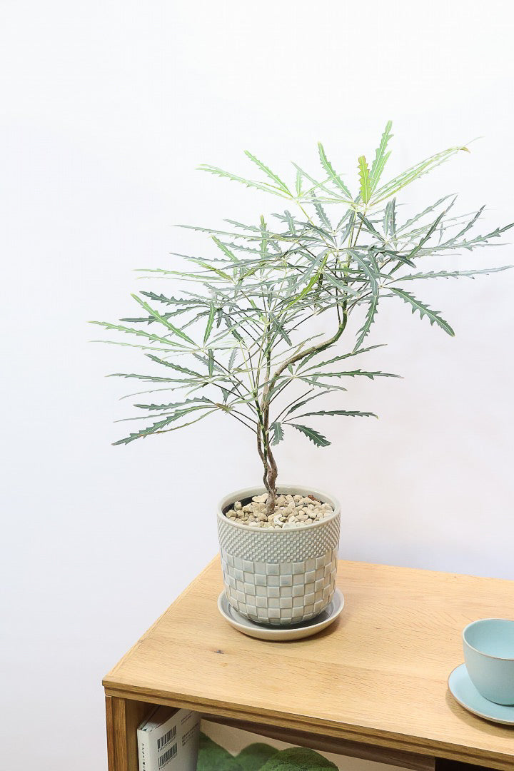 【アラレア】ギザギザのユニークな葉が特徴！幹も個性的にカーブしていますので、オススメです！