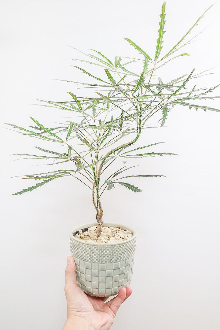 【アラレア】ギザギザのユニークな葉が特徴！幹も個性的にカーブしていますので、オススメです！