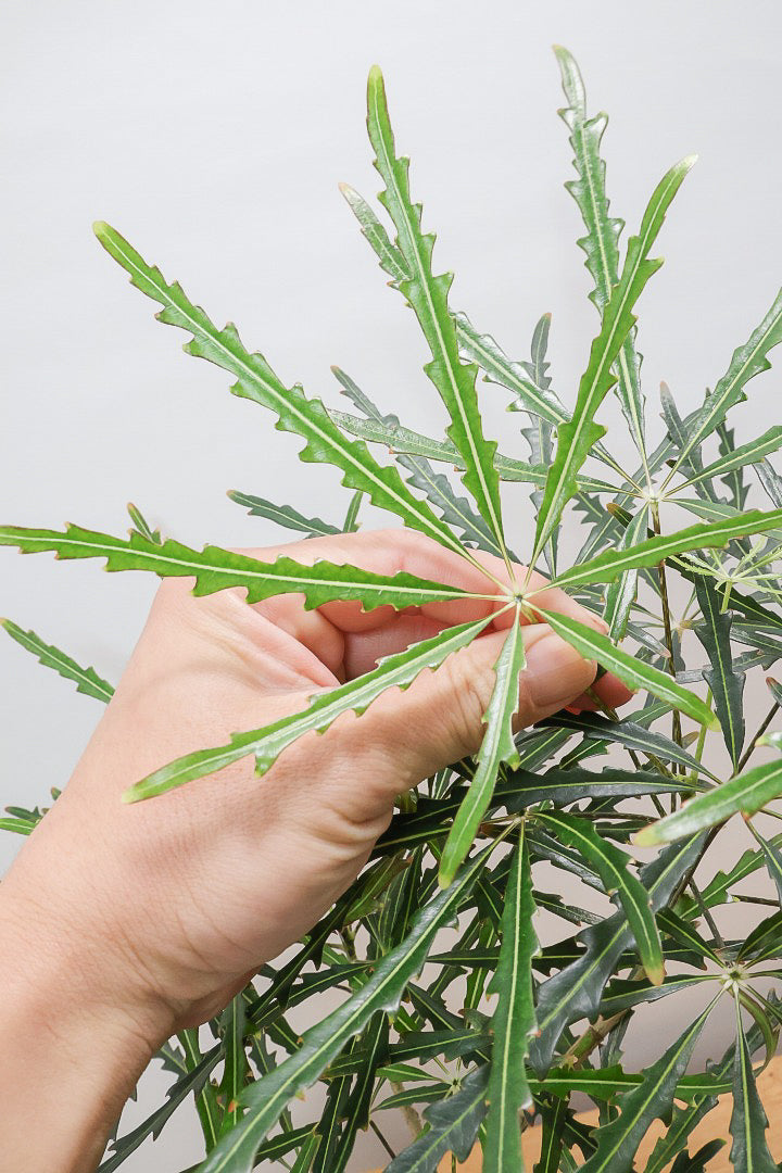 【アラレア】ギザギザのユニークな葉が特徴！幹も個性的にカーブしていますので、オススメです！