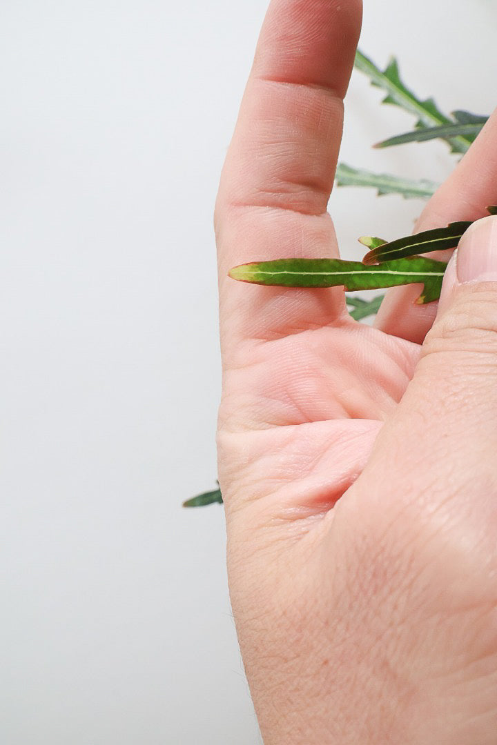 【アラレア】ギザギザのユニークな葉が特徴！幹も個性的にカーブしていますので、オススメです！