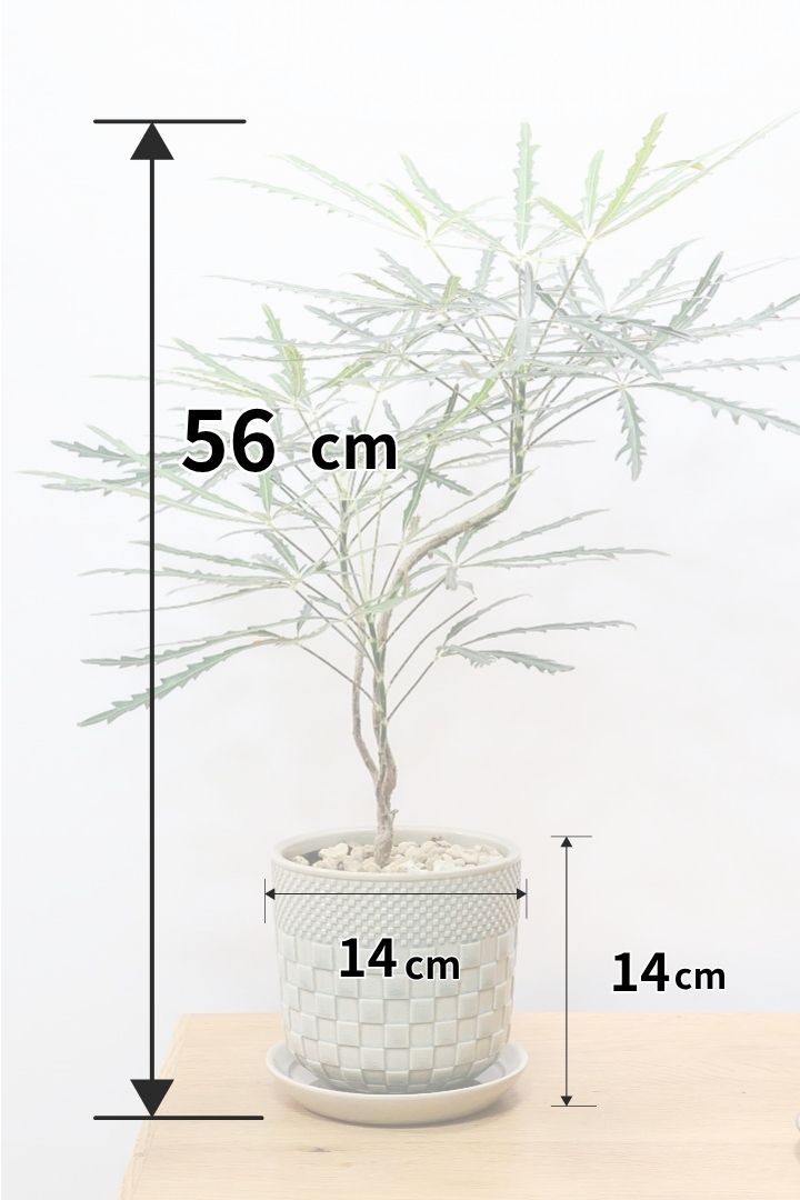 【アラレア】ギザギザのユニークな葉が特徴！幹も個性的にカーブしていますので、オススメです！
