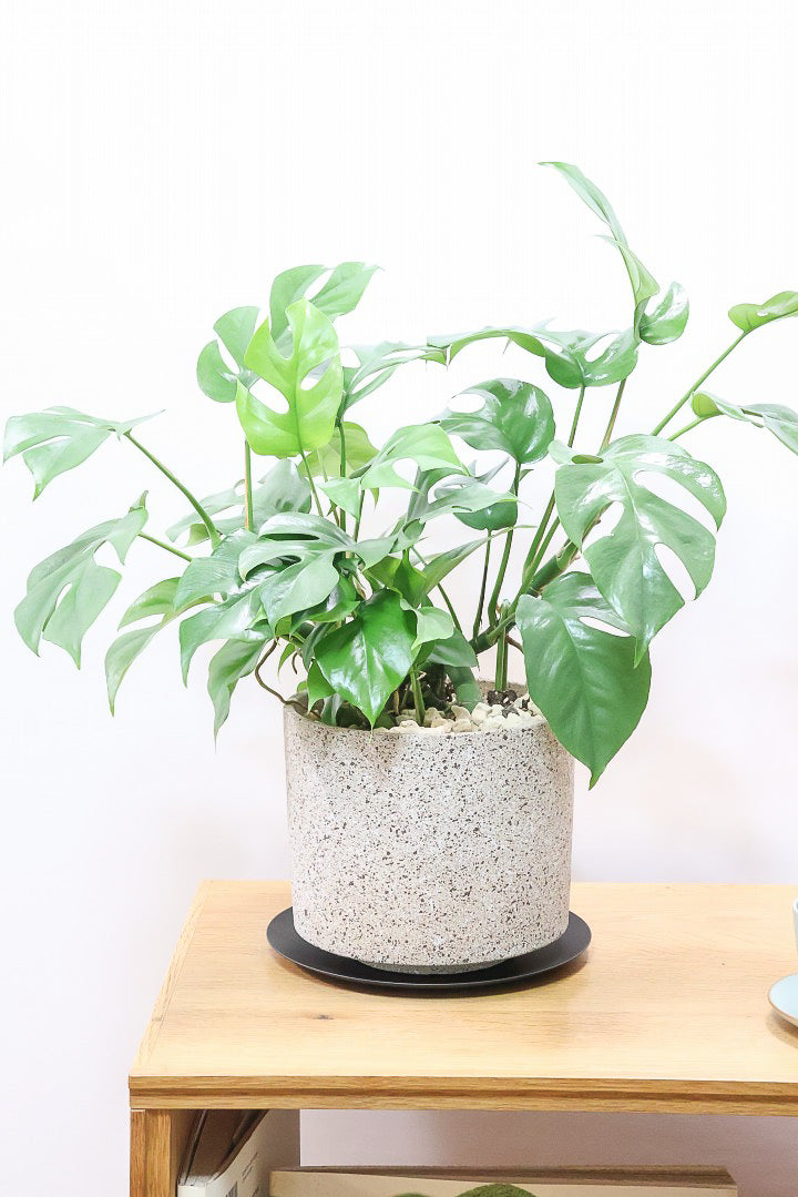 モンステラの植え替え方法について| 観葉植物の基礎知識|APEGO