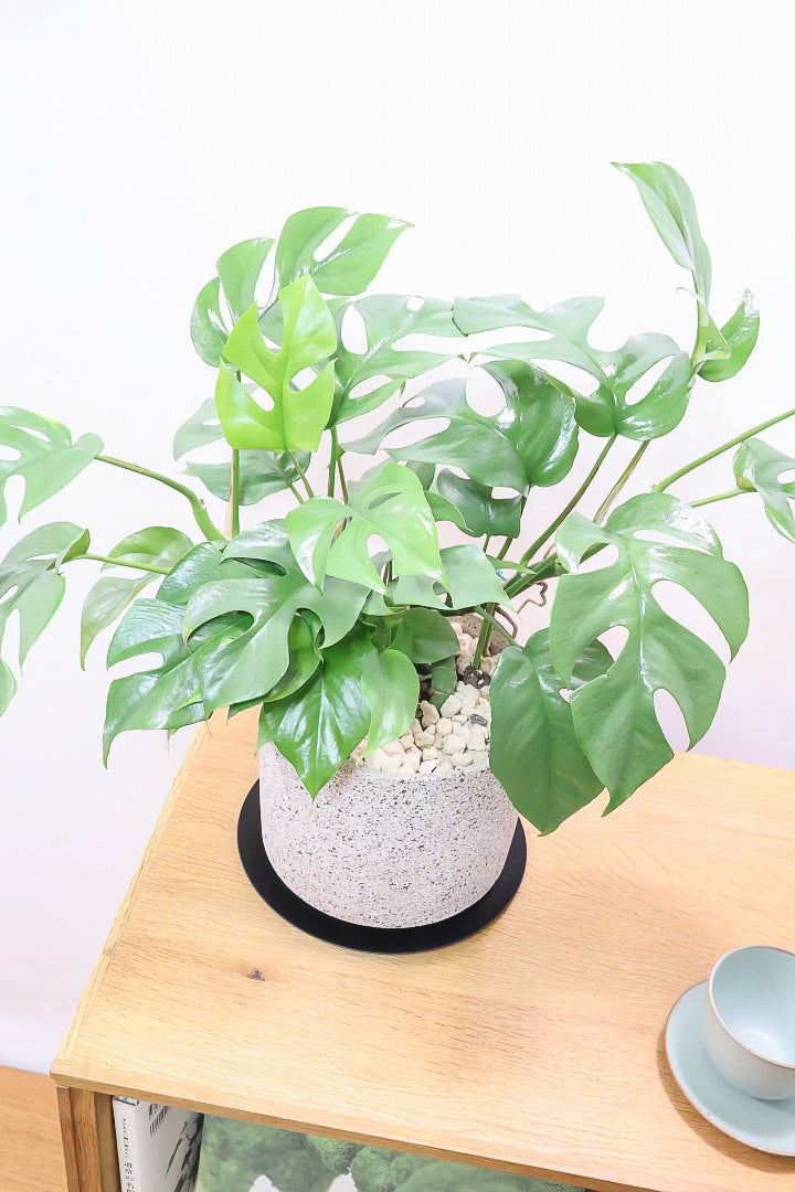 【モンステラ ミニマ】一番人気のサイズ！かなりボリュームあります！葉もとてもきれいで最高の状態です！